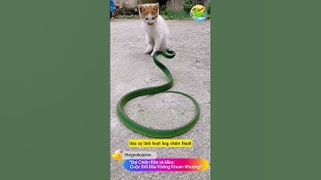"Đại Chiến Rắn và Mèo: Cuộc Đối Đầu Không Khoan Nhượng!"