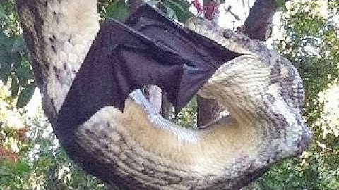 Giant Bat vs. Python Fight to The Death - Most Terrible Battle of Flying Fox