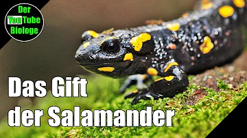 Wie füttert man Salamander?