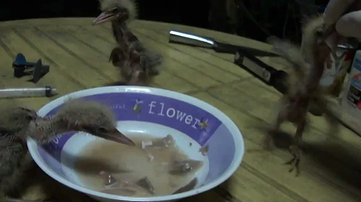 Hand Feeding Rescued Baby Herons