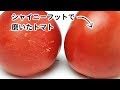 削るというより磨く！？かかと磨き「シャイニーフットツヤコ」