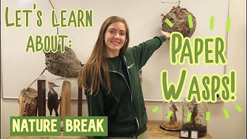 Nature Break - Paper Wasps