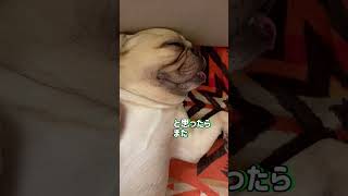 ヒザの上を占拠されました ゴエちゃん フレンチブルドッグ 犬あるある