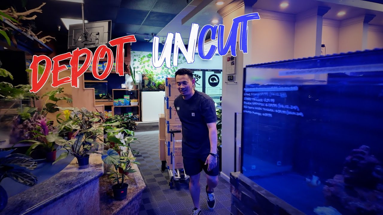 OPEN ON JULY 4TH *UNCUT* | MACROSTOMA & GLADIATOR BETTA | CARIBSEA ROCKS | UNS WOOD | HYGGER FANS