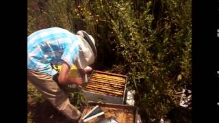 منحل بنصالح تربية النحل خطوة خطوة يقدم يوميات جني العسل الجزء العاشر