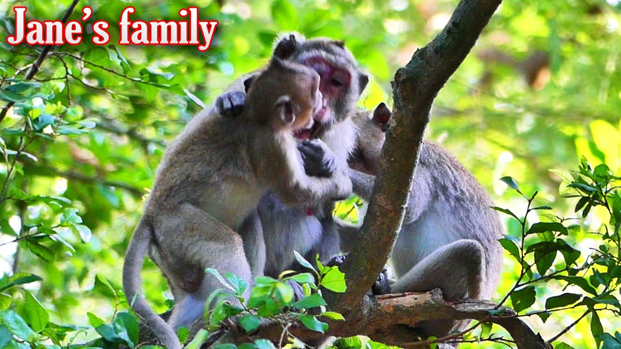 Jonna so smart tries successfully to get in front while Jazzy pays Jonna so smart tries successfully to get in front while Jazzy pays