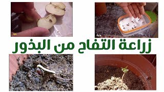 كيفية زراعة بذور التفاح في المنزل