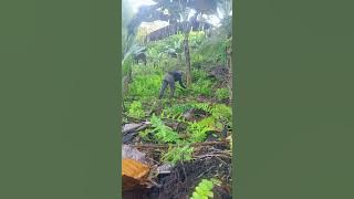 Nag hagbas ta sa atoa uma manga kapatag no I hope na maganahan ramo sa video nako manga kapatag 