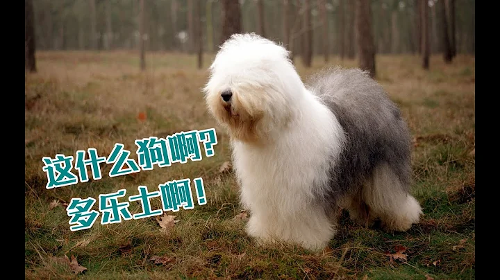 古代英國牧羊犬，到底有多古代？ - 天天要聞