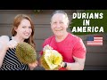 The best durian in the world | Musang King Malaysia 🇲🇾