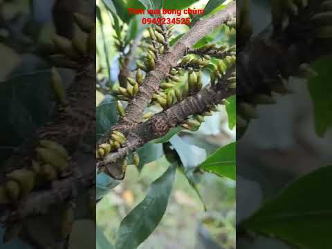 Video tiến vua bông chùm (mai lạ)#shorts - youtube