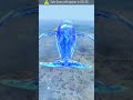 free fire game