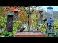 Busy Birds On Dreary Day At Cornell Feeders – October 16, 2020