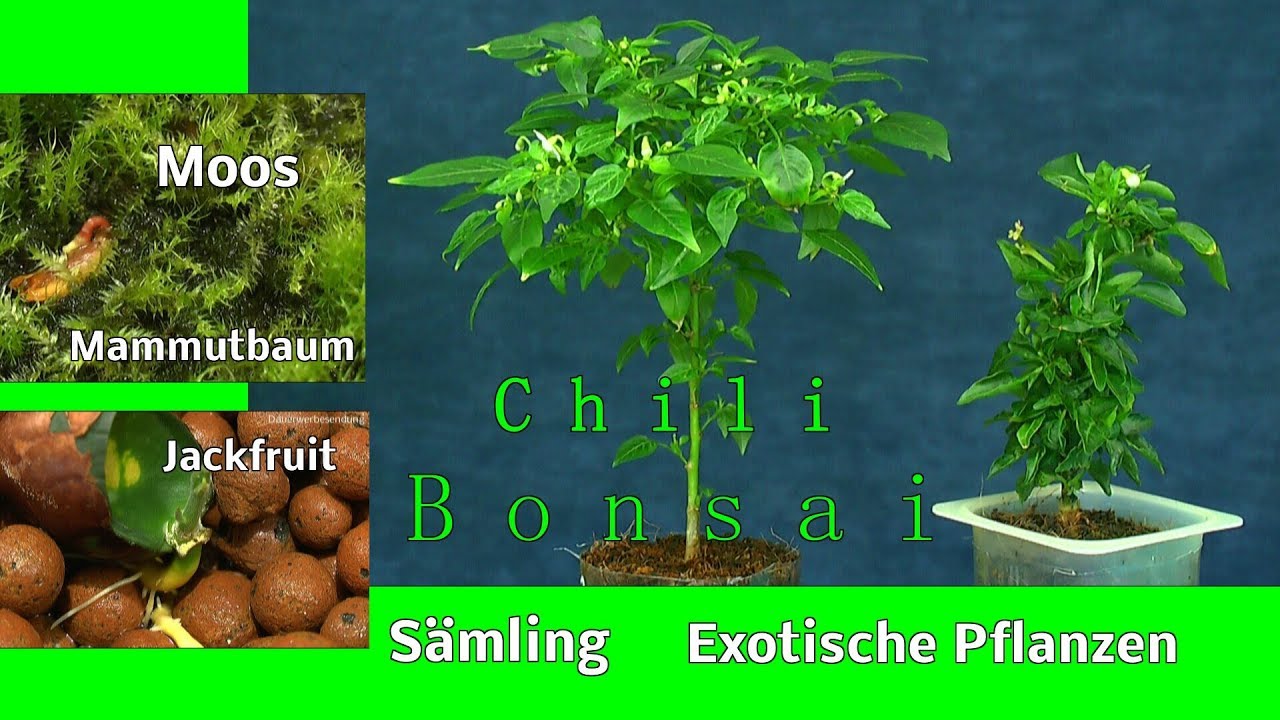 Chili Bonsai Mooslandschaft das Moor und vieles mehr im Exotenreich  Jackfruit Avocado