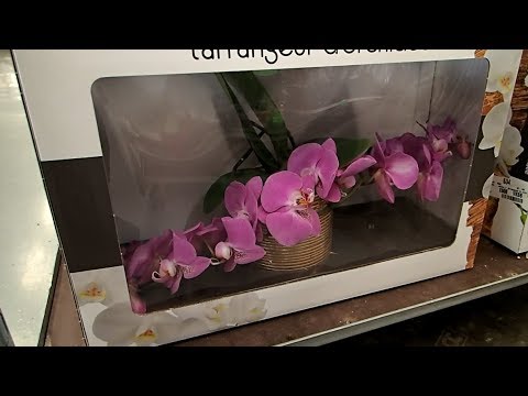 Video: Phalaenopsis, Základy Chovu Orchideí V Byte - 1