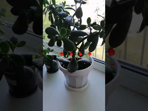 Video: Qora Zamioculcas (11 Ta Rasm): Qora Bargli 