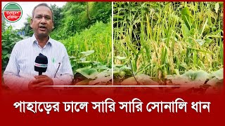 খাগড়াছড়িতে ১১৫০ হেক্টর জমিতে ৪৫০ চাষীর জুম চাষ, চলছে ধান কাটার উৎসব |  Joom Cultivation
