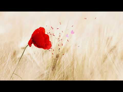 Romantic Flower love intro video