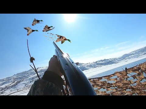 ÖRDEK AVI (MÜTHİŞ VURUŞLAR FULL YEŞİL) DUCK HUNTING УТИНАЯ ОХОТА صيد البط