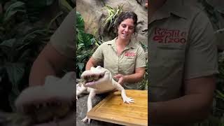 Albino Alligator Loves to Eat! 🤩