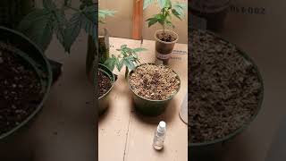 budget set up, bloomspect 100w led, 50$ light