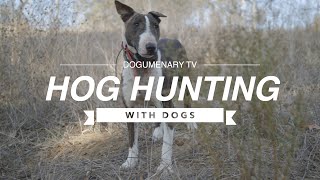 HOG HUNTING WITH DOGS