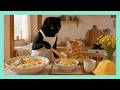 子猫チャチャの1日