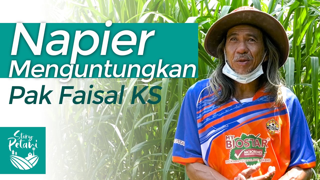 Tanaman Napier menguntungkan, APA? Ramai telah bertalaqi sama Pak Fesal...!