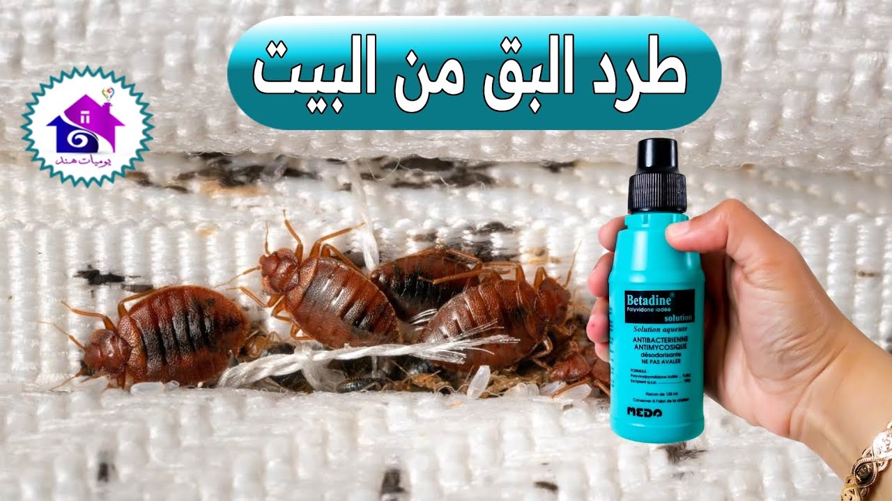 طرد البق ♻️ حيل للقضاء على البق نهائيا بالمنزل (بدون تعب)