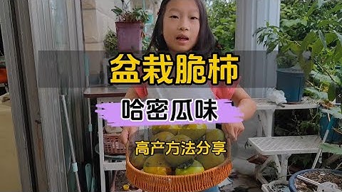 哈密瓜味的盆栽太秋甜柿成熟了，和大家分享一些新手也可以种好的方法