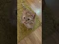 Music for cats / Cat TV #calmmusicforcats #cat #catrelaxation #catentertainment
