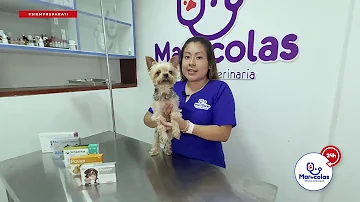 ¿Debo llevar a mi mascota al veterinario si tiene pulgas?