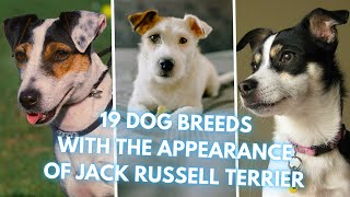 19 Dog Breeds That Look Like Jack Russell Terriers