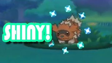 Live Random Shiny Zigzagoon!