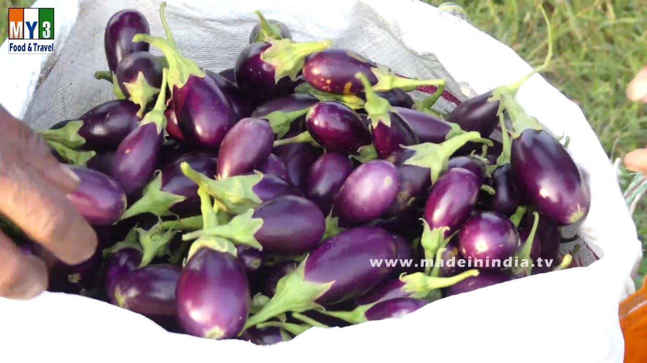 EGGPLANT PLANT | BRINJAL PALNT street food | STREET FOOD