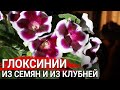 Глоксинии из семян и из клубней