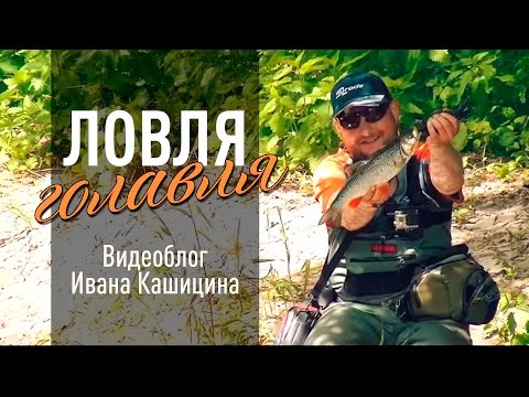  Видеоблог Ивана Кашицина. Ловля голавля на малой реке.