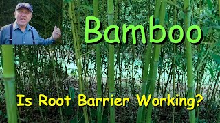 Bamboo  Is the root barrier working?  Let me show you my shoots!