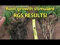 RGS RESULT! Root growth stimulant - Tall Fescue (PART 2)