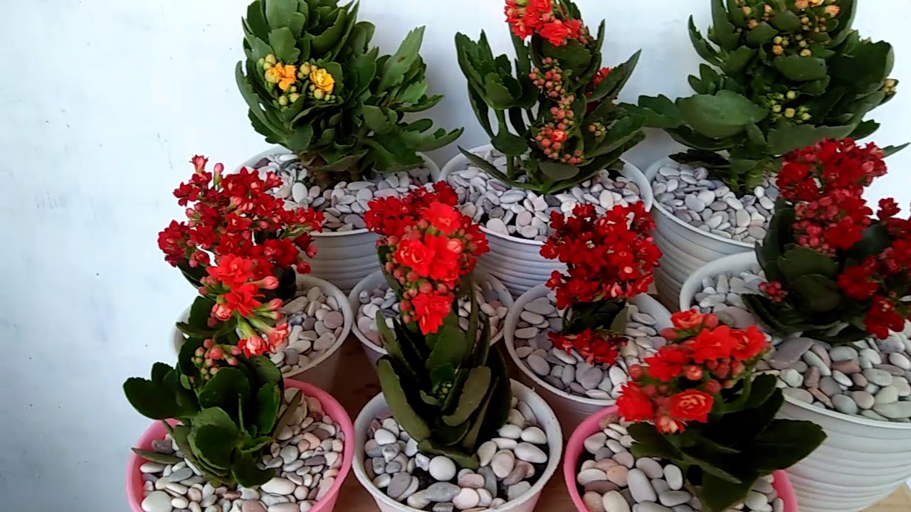 Kecantikan bunga  Cocor  Bebek  Kalanchoe Caladiva YouTube