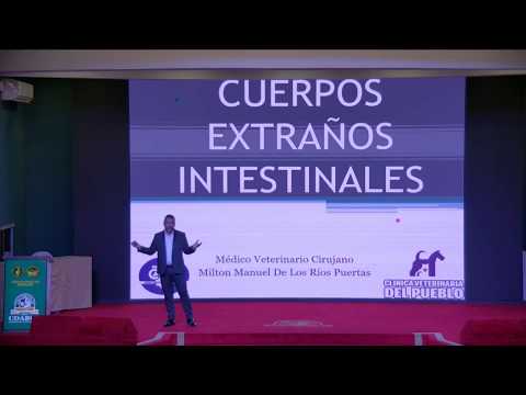 Video: Ingestión De Heces Y Objetos Extraños En Perros