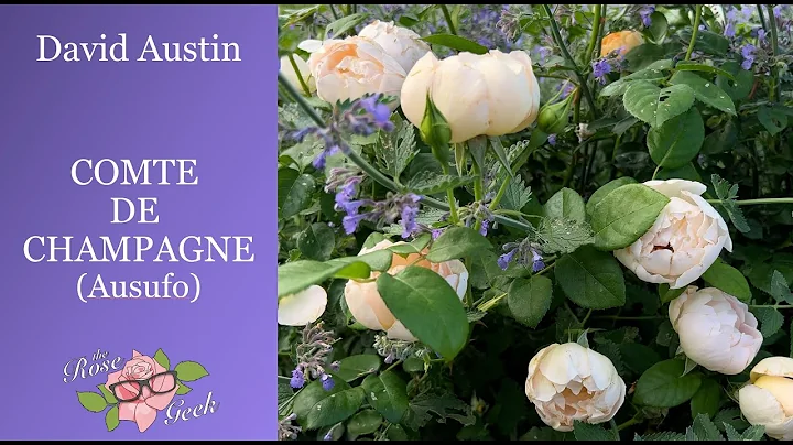 David Austin's Comte De Champagne Rose