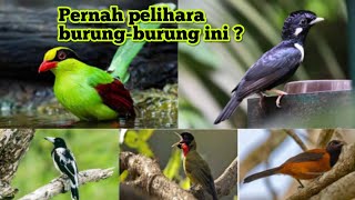 Burung kicauan Eksotis dari Indonesia | 5 Jenis burung eksotis dari Indonesia, suara kicaunya joss!