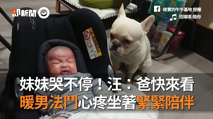 台中暖男法斗犬紧紧陪伴哭泣妹妹 向狗爸投射求救眼神：快来看｜宠物｜法国斗牛犬 - 天天要闻