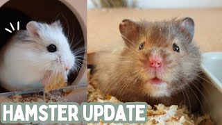 Hamster Update | Robin