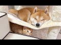 子猫の寝床に当たり前のように入って寝てしまう豆柴が可愛すぎました...