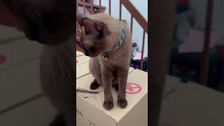 How loud and vocal is Siamese cat 🙉