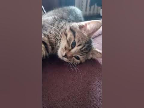 Сонный котик - YouTube