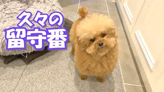 【ママ帰省】久々のパパと犬の留守番の様子がこちら