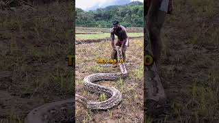 Vietnam Veteran's INSANE 20ft Python Pet